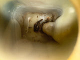 79-83 Pickup Coolant/Washer Reservoir